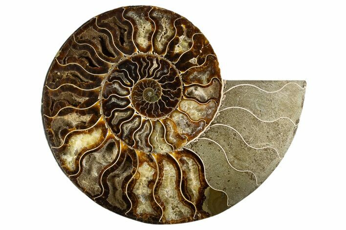 Cut & Polished Ammonite Fossil (Half) - Deep Pockets #323423